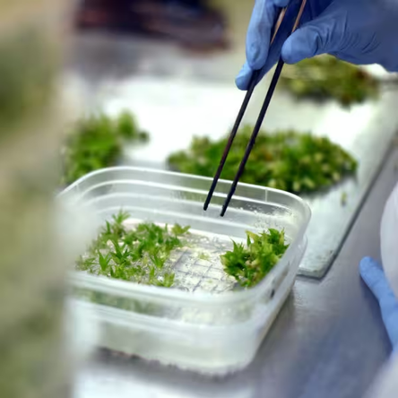 Tava igienică din plastic – Laborator, medicină, alimentație
