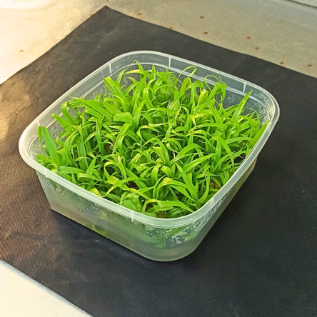 Cutie igienică din plastic – Ambalaj din plastic reciclabil